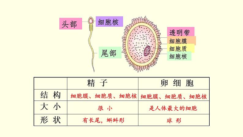 苏科版生物八上21.1 人的生殖(课件PPT)08