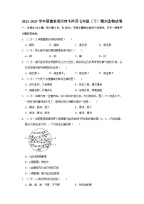 2022-2023学年福建省泉州市丰泽区七年级（下）期末生物试卷