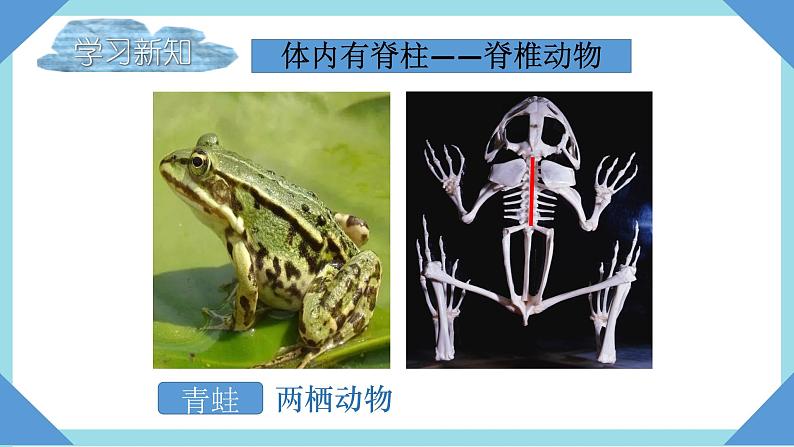 人教版生物八年级上册--5.1.4 鱼 课件03