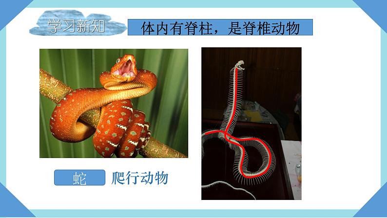 人教版生物八年级上册--5.1.4 鱼 课件04