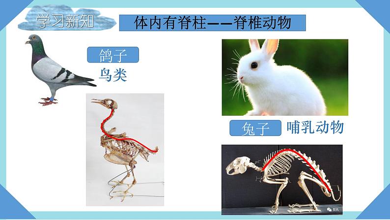 人教版生物八年级上册--5.1.4 鱼 课件05