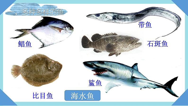 人教版生物八年级上册--5.1.4 鱼 课件08