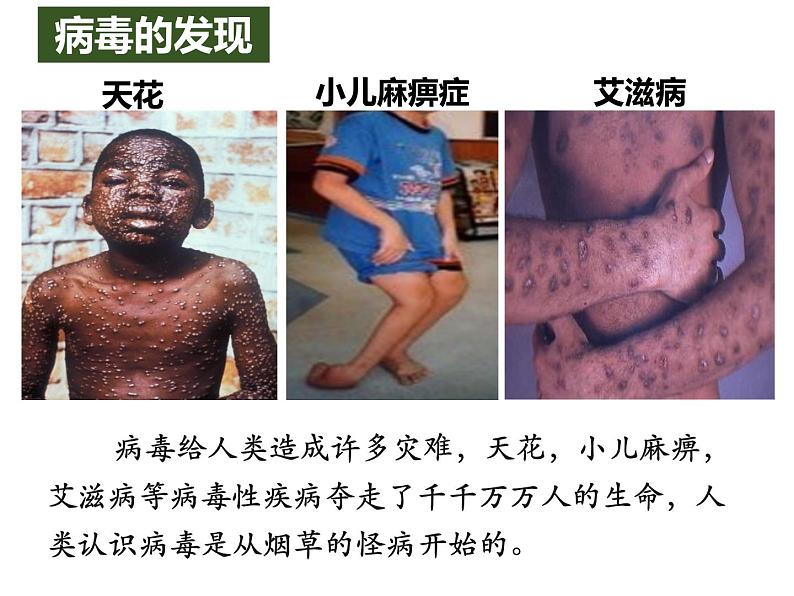 人教版生物八年级上册--5.5 病毒 课件第3页