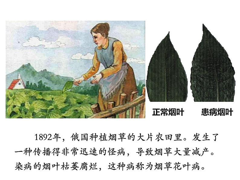 人教版生物八年级上册--5.5 病毒 课件第5页