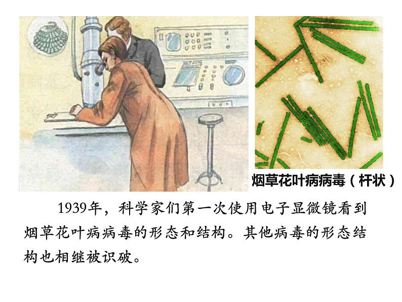 人教版生物八年级上册--5.5 病毒 课件第8页