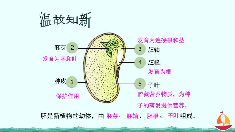 3.2.1种子的萌发课件PPT03