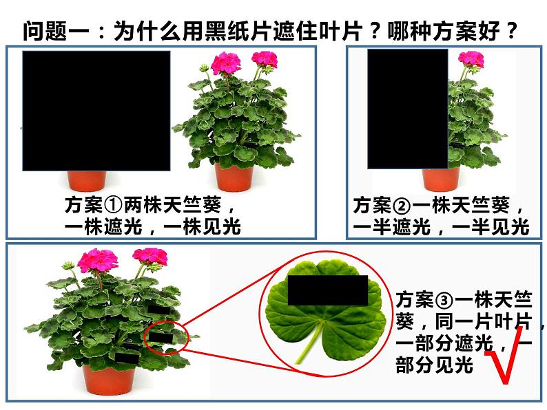 3.4.1绿色植物是生物圈中有机物的制造者 公开课课件05