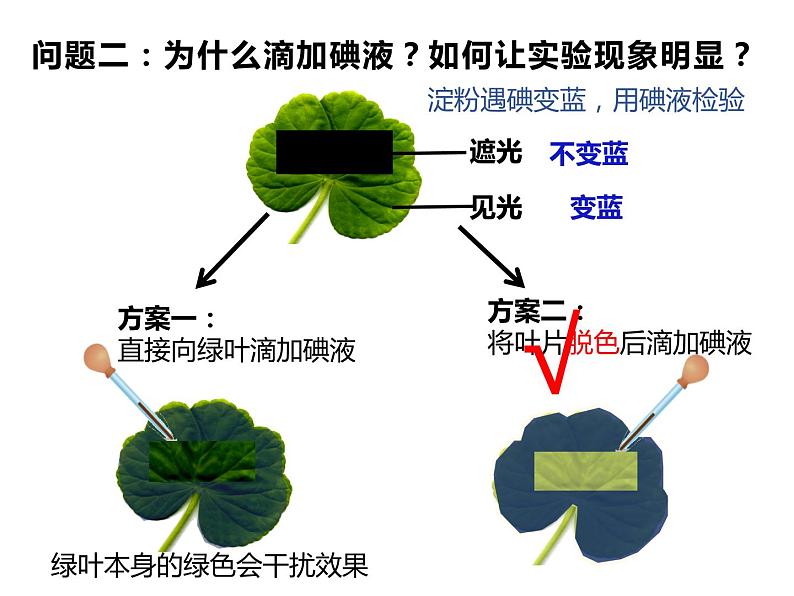 3.4.1绿色植物是生物圈中有机物的制造者 公开课课件06