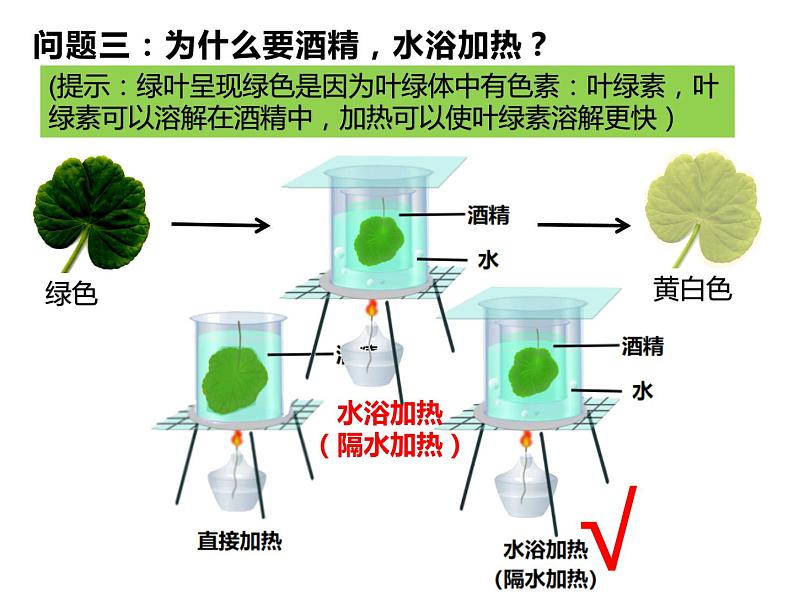 3.4.1绿色植物是生物圈中有机物的制造者 公开课课件07