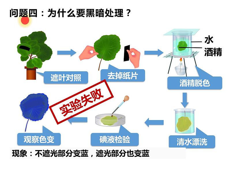3.4.1绿色植物是生物圈中有机物的制造者 公开课课件08