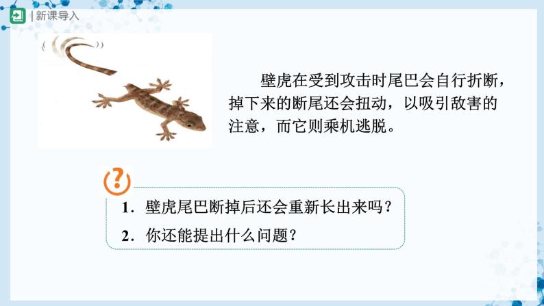 【人教版】七上生物   2.2.1 细胞通过分裂产生新细胞（课件+教案+导学案+练习）02