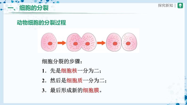 【人教版】七上生物   2.2.1 细胞通过分裂产生新细胞（课件+教案+导学案+练习）04