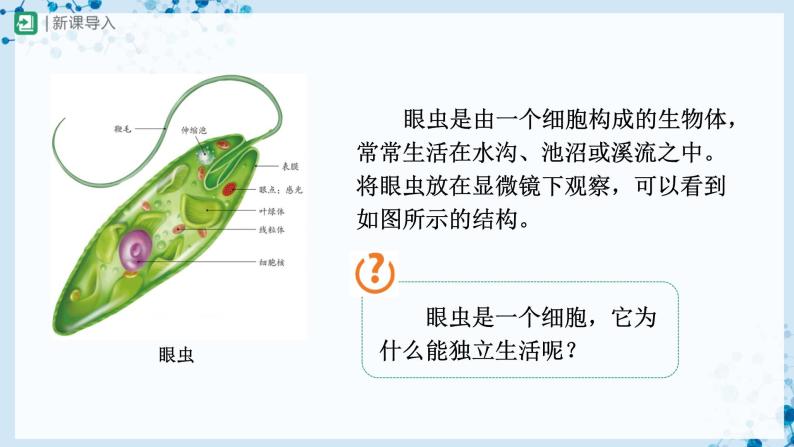 【人教版】七上生物   2.2.4 单细胞生物（课件+教案+导学案+练习）02