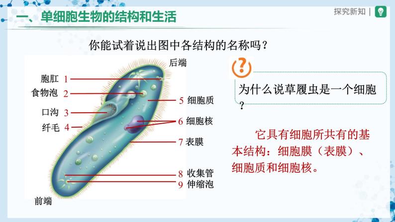 【人教版】七上生物   2.2.4 单细胞生物（课件+教案+导学案+练习）08