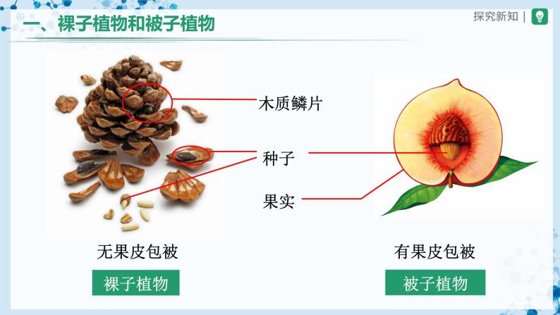 【人教版】七上生物   3.1.2 种子植物（第2课时）（课件+教案+导学案+练习）05
