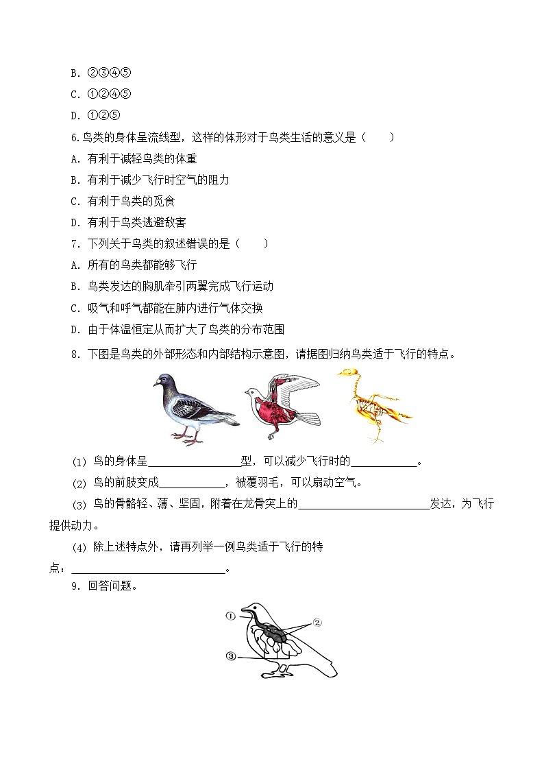 人教版八年级上册5.1.6《鸟》课件+教案+导学案+分层作业02
