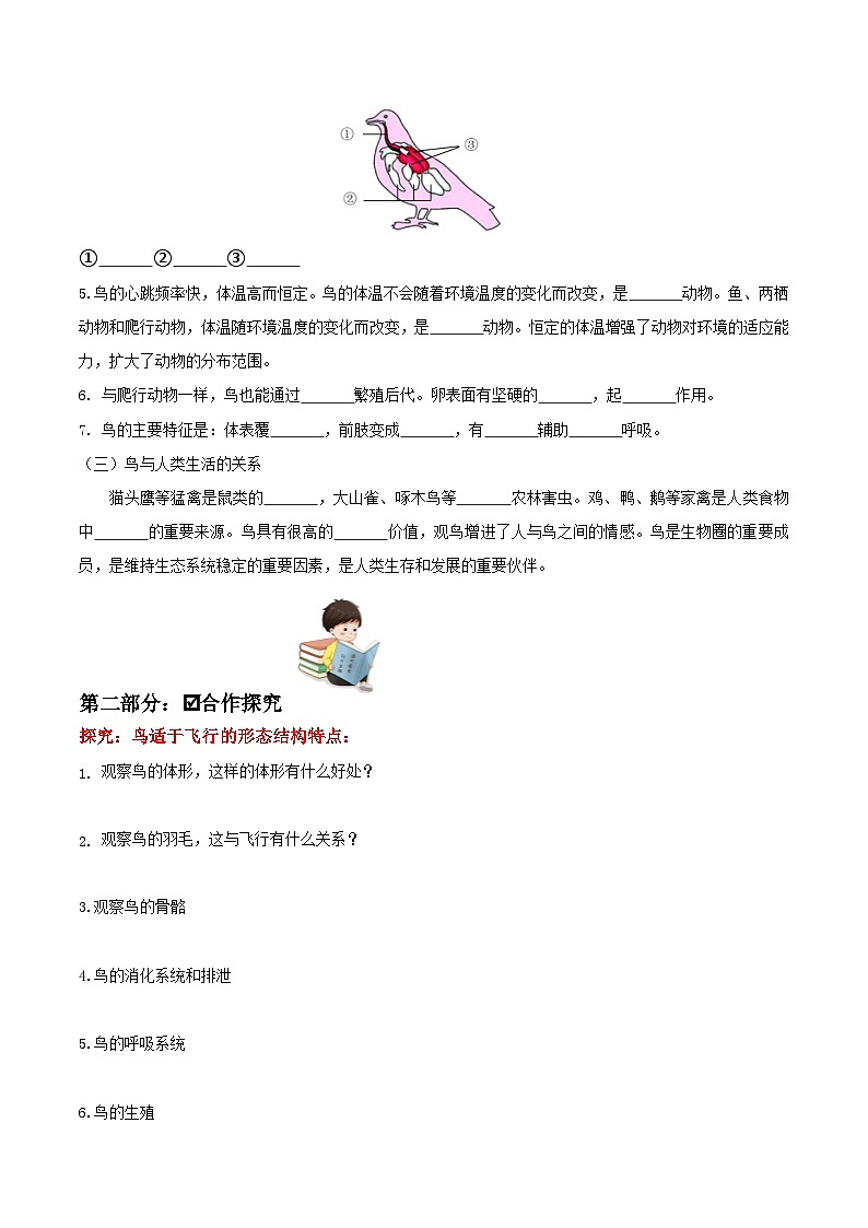 人教版八年级上册5.1.6《鸟》课件+教案+导学案+分层作业02