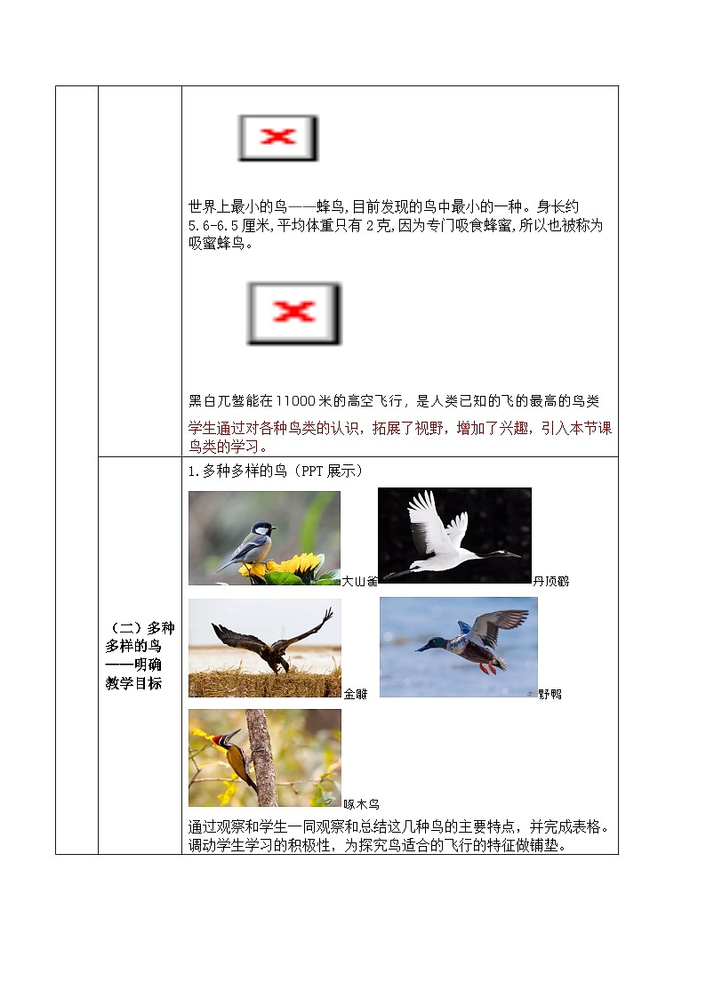 人教版八年级上册5.1.6《鸟》课件+教案+导学案+分层作业02