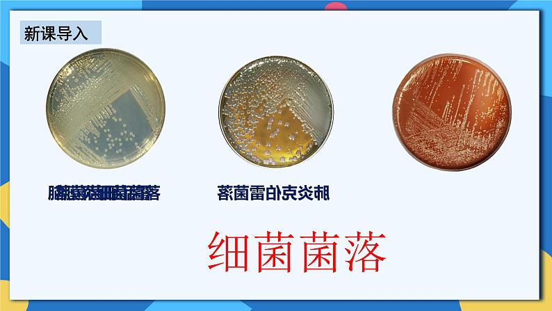 人教版八年级上册5.4.1《细菌和真菌的分布》课件+教案+导学案+分层作业06