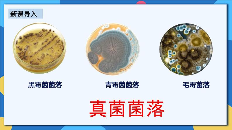 人教版八年级上册5.4.1《细菌和真菌的分布》课件+教案+导学案+分层作业07