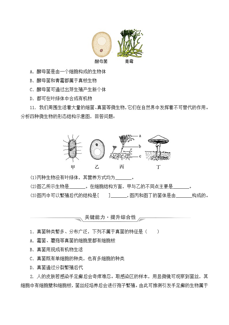 人教版八年级上册5.4.3《真菌》课件+教案+导学案+分层作业03