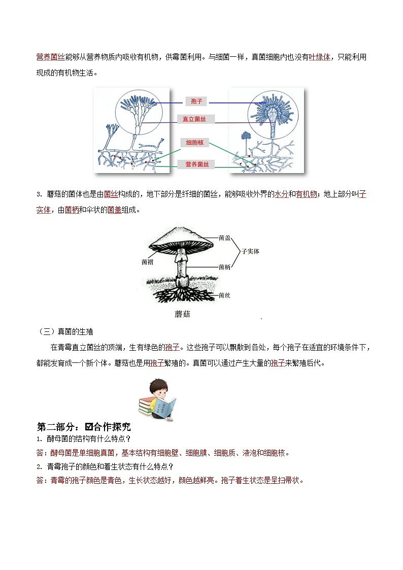 人教版八年级上册5.4.3《真菌》课件+教案+导学案+分层作业02