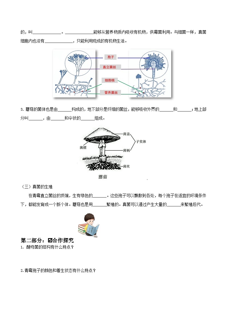 人教版八年级上册5.4.3《真菌》课件+教案+导学案+分层作业02