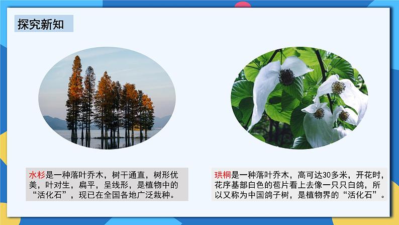 人教版八年级上册6.3《保护生物多样性》课件+教案+导学案+分层作业08