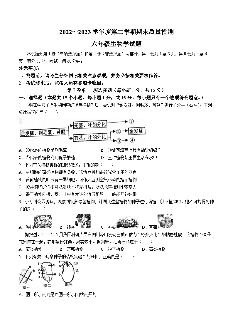 山东省泰安市东平县2022-2023学年六年级下学期期末生物试题（含答案）