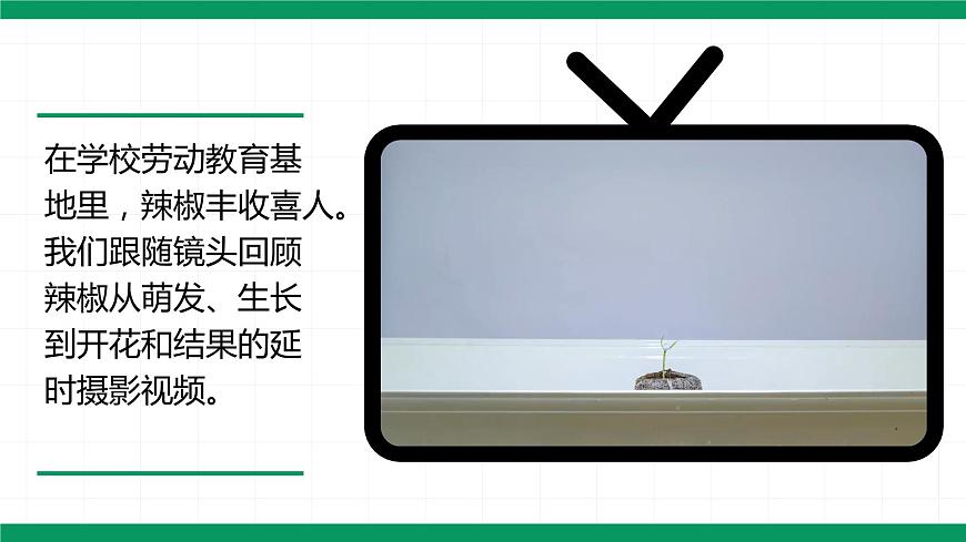 3.2.3《開花和結(jié)果》課件第1頁