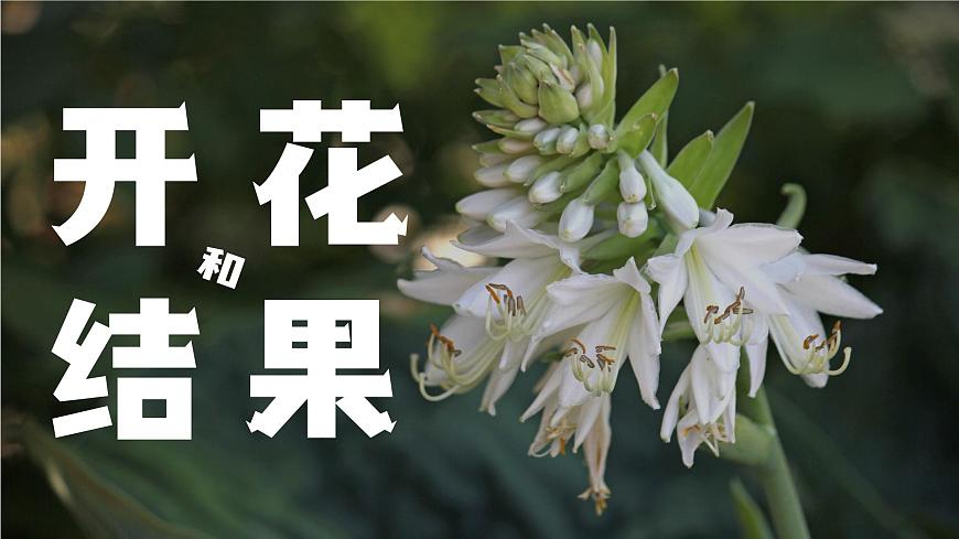 3.2.3《開花和結(jié)果》課件第2頁