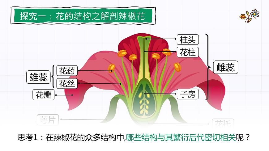 3.2.3《開花和結(jié)果》課件第3頁