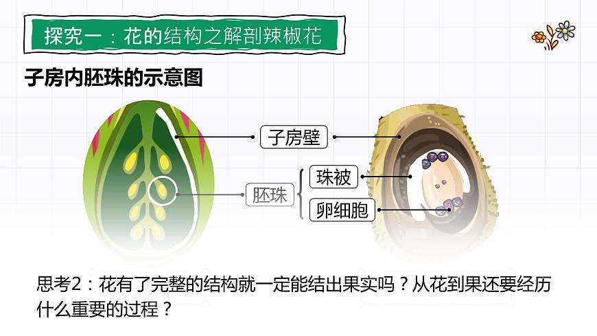 3.2.3《開花和結(jié)果》課件第4頁
