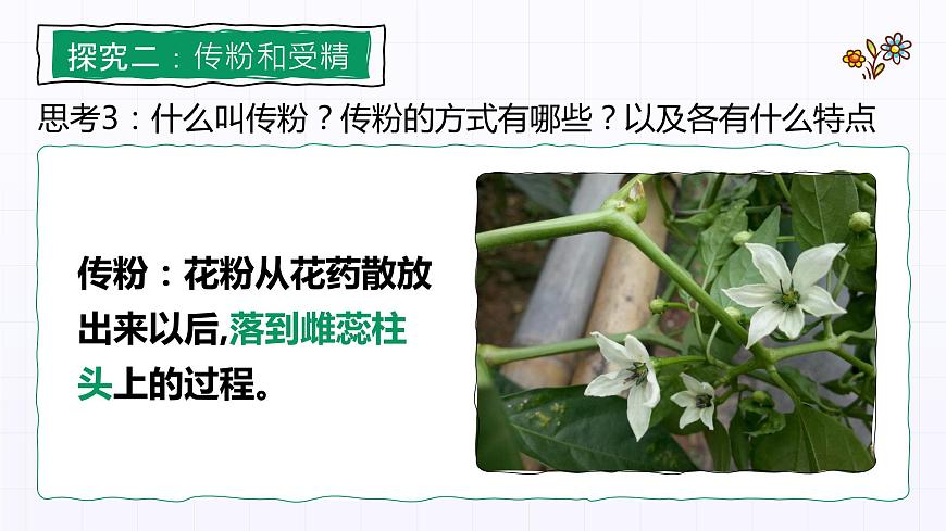 3.2.3《開花和結(jié)果》課件第5頁