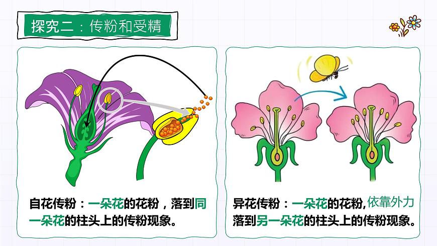 3.2.3《開花和結(jié)果》課件第6頁