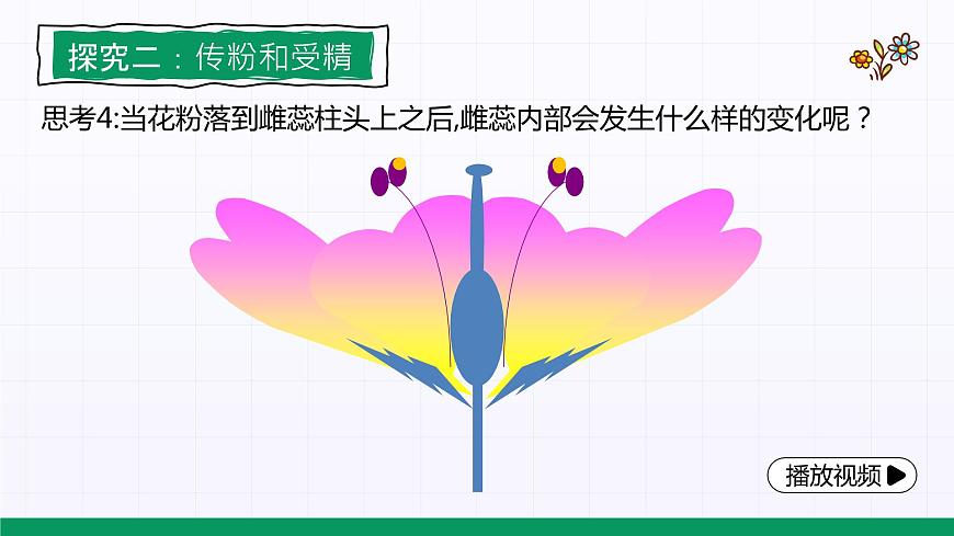 3.2.3《開花和結(jié)果》課件第8頁