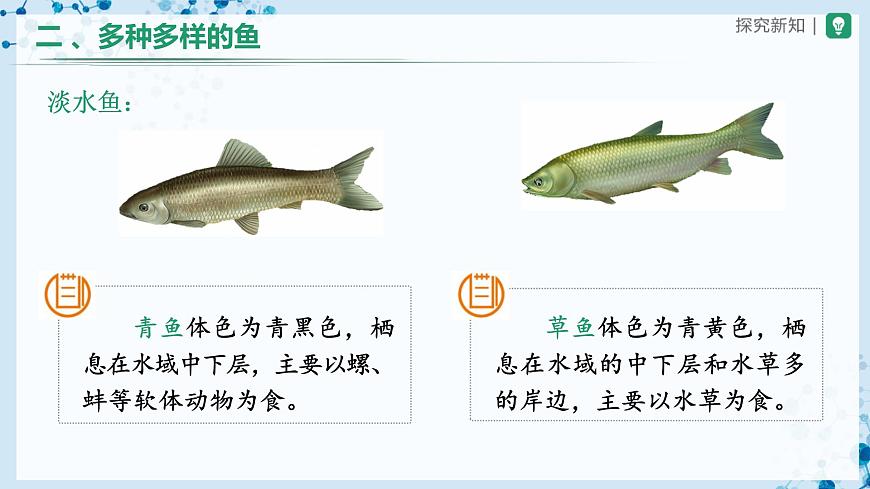 5.1.4 魚(第1課時)-(教學(xué)課件) 第7頁