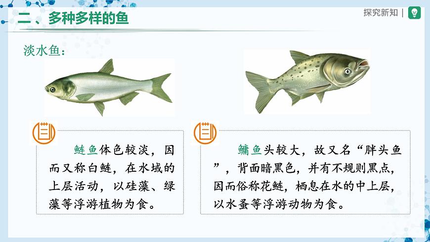 5.1.4 魚(第1課時)-(教學(xué)課件) 第8頁