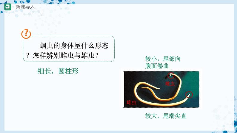 人教版八上生物 5.1.2 线形动物和环节动物(第1课时)课件+教案+分层练习+学案03