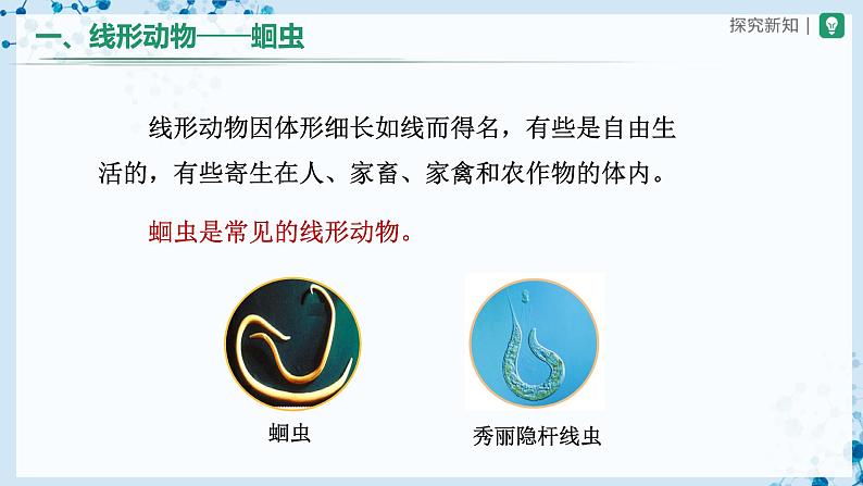 人教版八上生物 5.1.2 线形动物和环节动物(第1课时)课件+教案+分层练习+学案04
