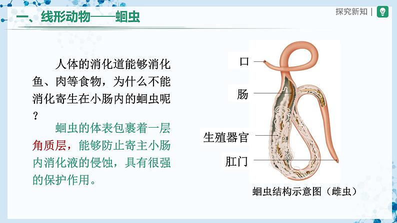 人教版八上生物 5.1.2 线形动物和环节动物(第1课时)课件+教案+分层练习+学案05
