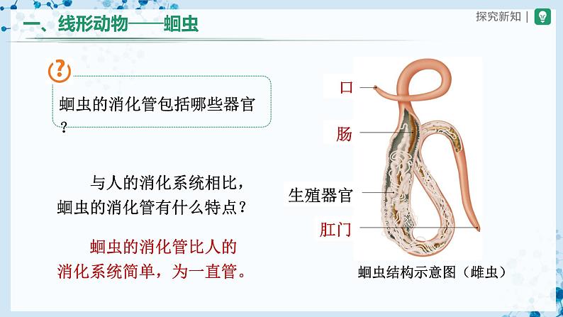 人教版八上生物 5.1.2 线形动物和环节动物(第1课时)课件+教案+分层练习+学案07