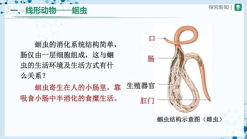 人教版八上生物 5.1.2 线形动物和环节动物(第1课时)课件+教案+分层练习+学案08