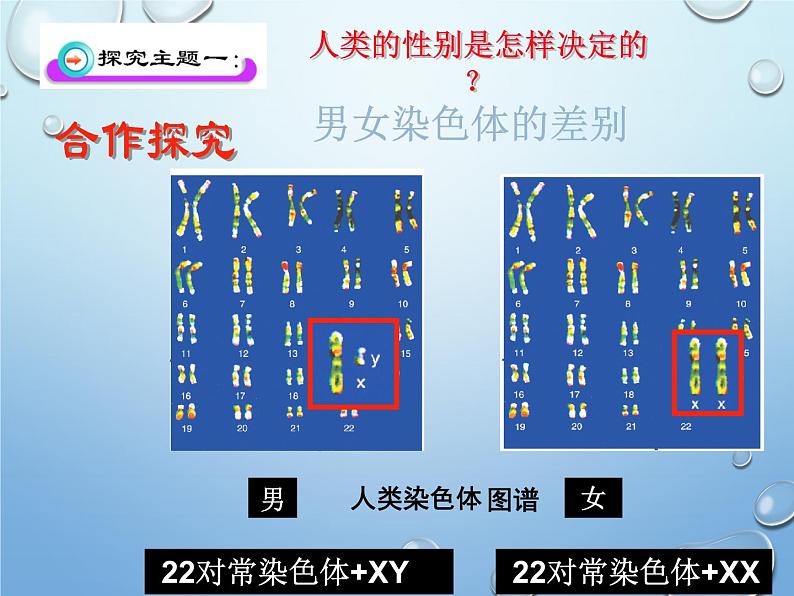 第二十章第四节 性别和性别决定-2023-2024学年八年级生物上册同步优质课件(北师大版)第6页