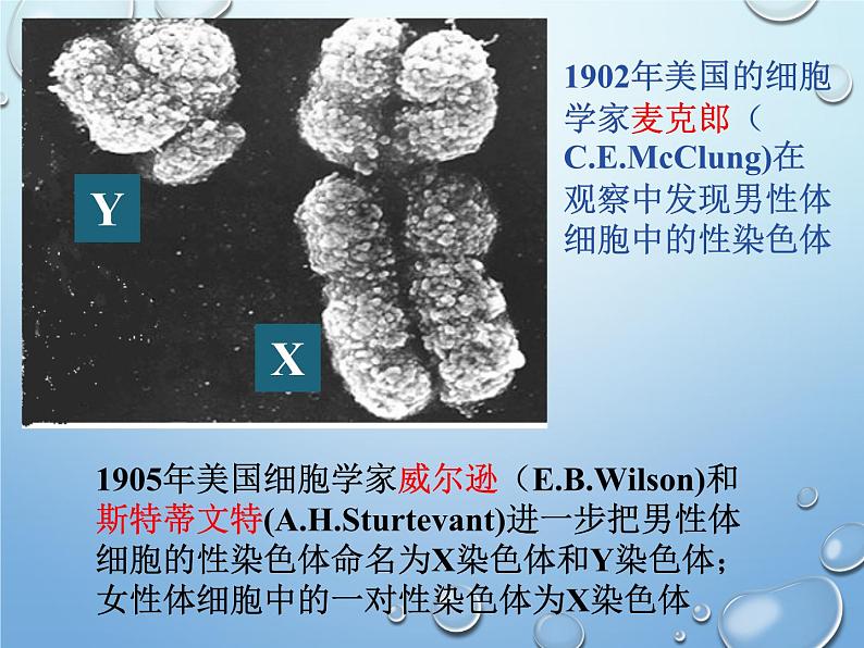 第二十章第四节 性别和性别决定-2023-2024学年八年级生物上册同步优质课件(北师大版)第7页
