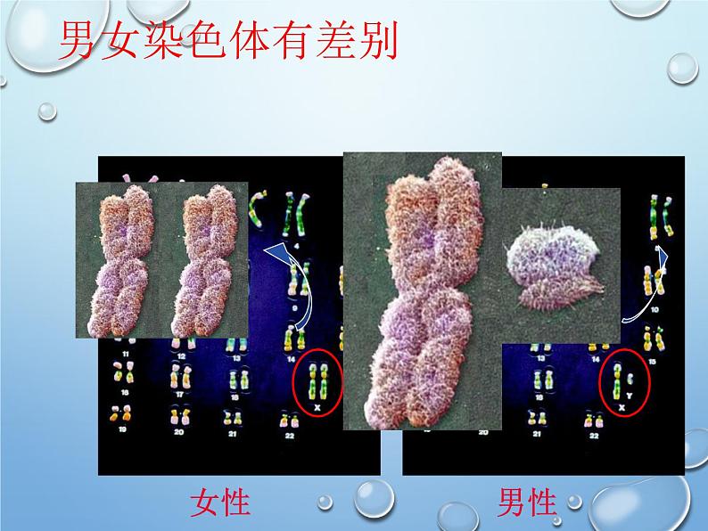 第二十章第四节 性别和性别决定-2023-2024学年八年级生物上册同步优质课件(北师大版)第8页