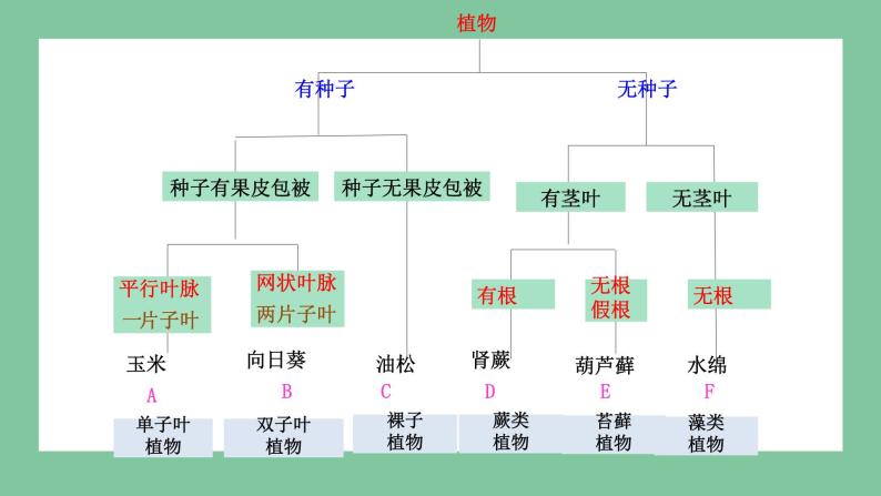 济南版生物七上 2.4.1 生物分类的方法（课件PPT)06