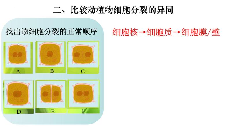 2.2.1 细胞通过分裂产生新细胞-课件07