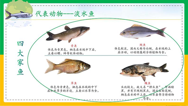 5.1.4鱼(课件)04