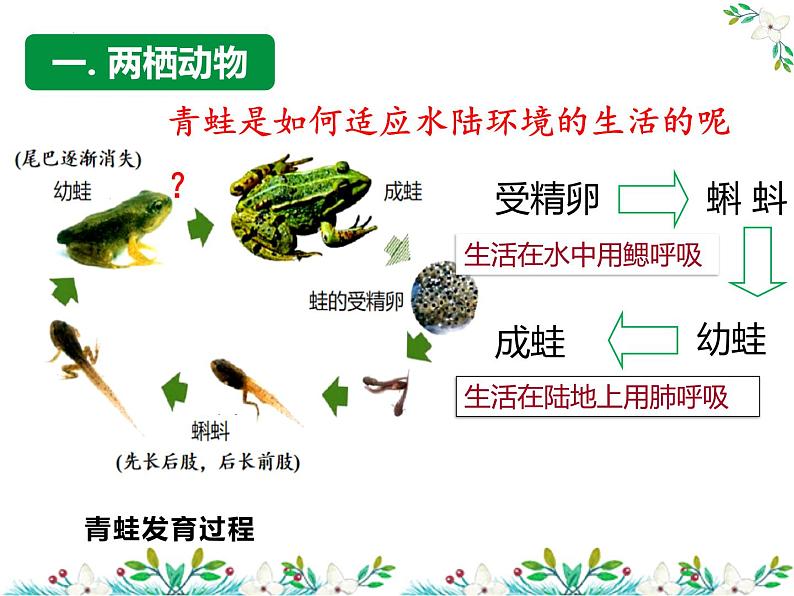 5.1.5两栖动物和爬行动物-课件第4页